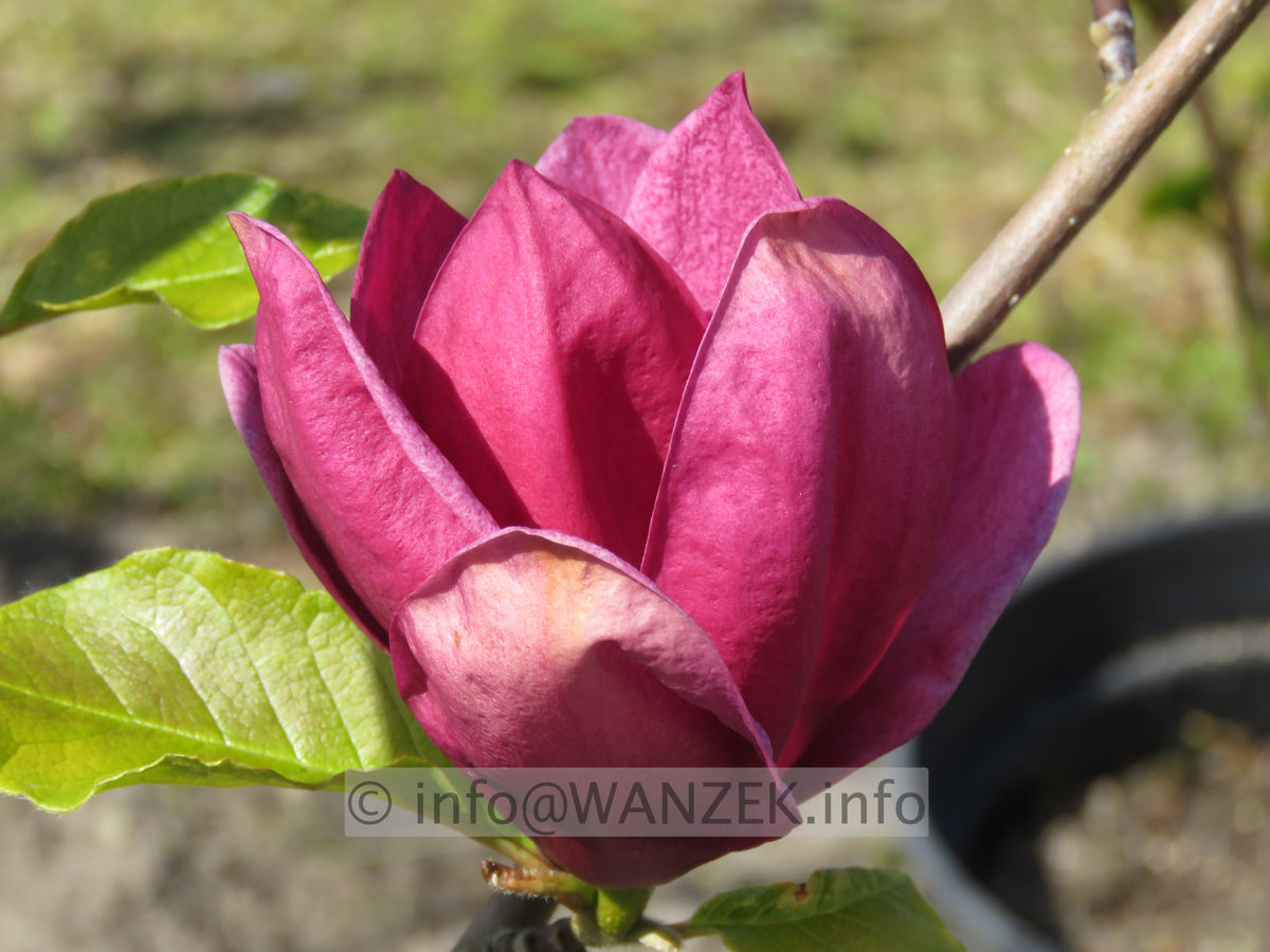 Magnolia Hybride Genie 04.JPG